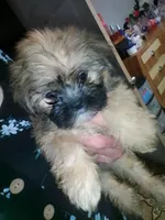 Brice, a male Shih Tzu for sale in Shippensburg, PA – 1 of 10