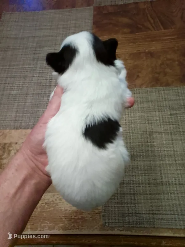 Lou – Shih Tzu puppy for sale in Shippensburg, PA