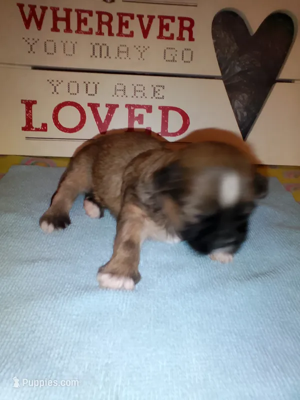 Brice – Shih Tzu puppy for sale in Shippensburg, PA