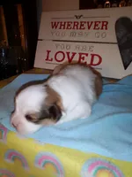 Lumpy, a male Shih Tzu for sale in Shippensburg, PA – 4 of 5