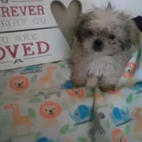 Honey, a female Shih Tzu for sale in Shippensburg, PA – Photo 1 of 4