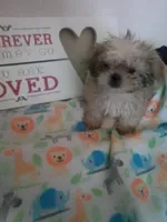 Honey, a female Shih Tzu for sale in Shippensburg, PA – Photo 1 of 4