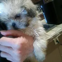 Honey, a female Shih Tzu for sale in Shippensburg, PA – Photo 4 of 4