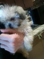 Honey, a female Shih Tzu for sale in Shippensburg, PA – Photo 3 of 4