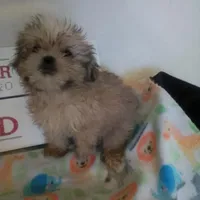 Honey, a female Shih Tzu for sale in Shippensburg, PA – Photo 3 of 4