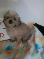 Honey, a female Shih Tzu for sale in Shippensburg, PA – Photo 2 of 4