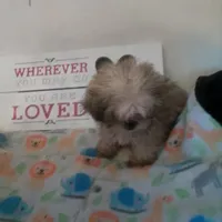 Honey, a female Shih Tzu for sale in Shippensburg, PA – Photo 2 of 4