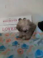 Honey, a female Shih Tzu for sale in Shippensburg, PA – Photo 4 of 4