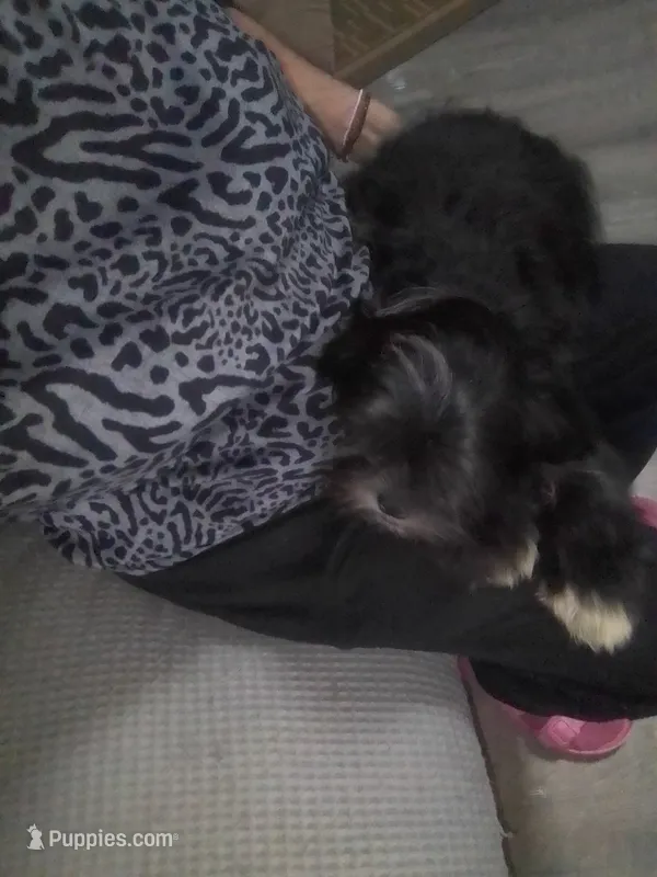 Domino – Shih Tzu puppy for sale in Shippensburg, PA