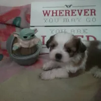 Blake, a male Shih Tzu for sale in Shippensburg, PA – Photo 2 of 2