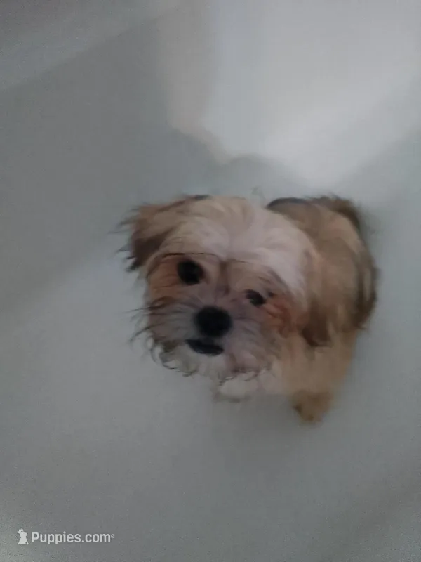 Blake – Shih Tzu puppy for sale in Shippensburg, PA