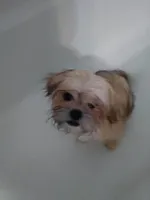 Blake, a male Shih Tzu for sale in Shippensburg, PA – 1 of 3