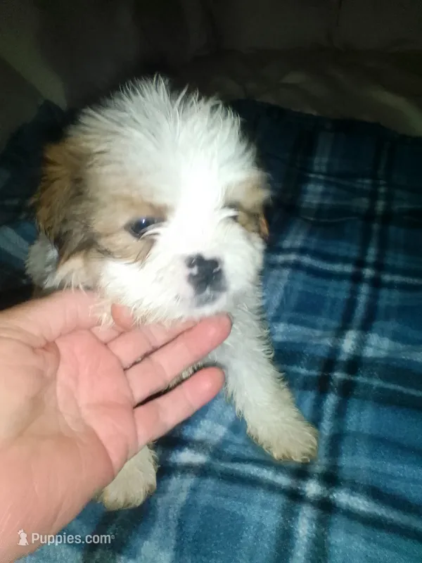 Lumpy – Shih Tzu puppy for sale in Shippensburg, PA