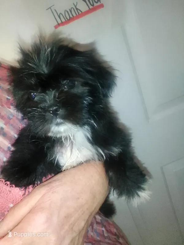 Buttons – Shih Tzu puppy for sale in Shippensburg, PA