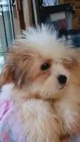 Lumpy, a male Shih Tzu for sale in Shippensburg, PA – 3 of 9