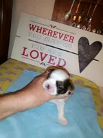 Able, a male Shih Tzu for sale in Shippensburg, PA – 3 of 4