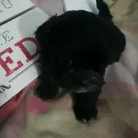 Cricket, a male Shih Tzu for sale in Shippensburg, PA – Photo 2 of 4