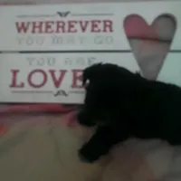 Cricket, a male Shih Tzu for sale in Shippensburg, PA – Photo 4 of 4