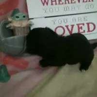 Cricket, a male Shih Tzu for sale in Shippensburg, PA – Photo 3 of 4