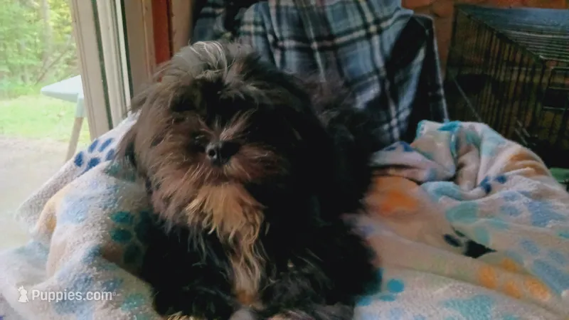 Buttons (small) – Shih Tzu puppy for sale in Shippensburg, PA