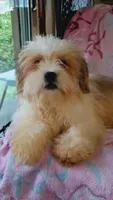 Lumpy, a male Shih Tzu for sale in Shippensburg, PA – 6 of 9
