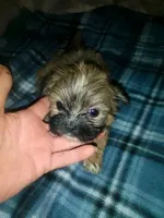 Brice, a male Shih Tzu for sale in Shippensburg, PA – 4 of 10