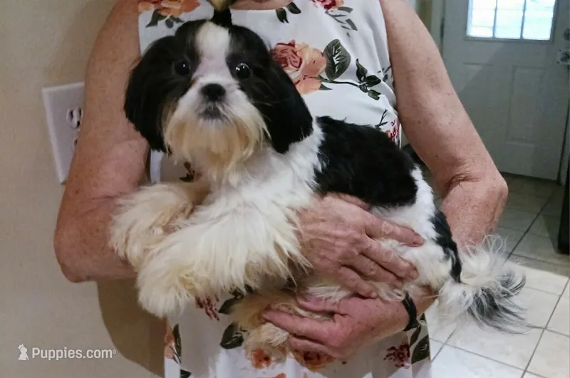 May – Shih Tzu puppy for sale in Shippensburg, PA