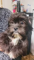 Domino, a male Shih Tzu for sale in Shippensburg, PA – 2 of 6