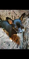 Tootsie, a female Chihuahua for sale in Shippensburg, PA – Photo 1 of 5