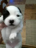 Lou, a female Shih Tzu for sale in Shippensburg, PA – 2 of 3