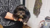 Domino, a male Shih Tzu for sale in Shippensburg, PA – 3 of 6
