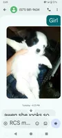 Lou, a female Shih Tzu for sale in Shippensburg, PA – 7 of 7