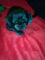 Daisy, a female Shih Tzu for sale in Shippensburg, PA – 5 of 5