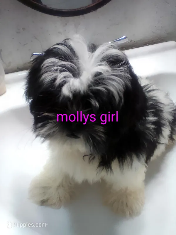 Daisy – Shih Tzu puppy for sale in Shippensburg, PA