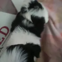 Daisy, a female Shih Tzu for sale in Shippensburg, PA – Photo 3 of 3