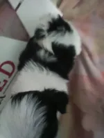 Daisy, a female Shih Tzu for sale in Shippensburg, PA – Photo 3 of 3