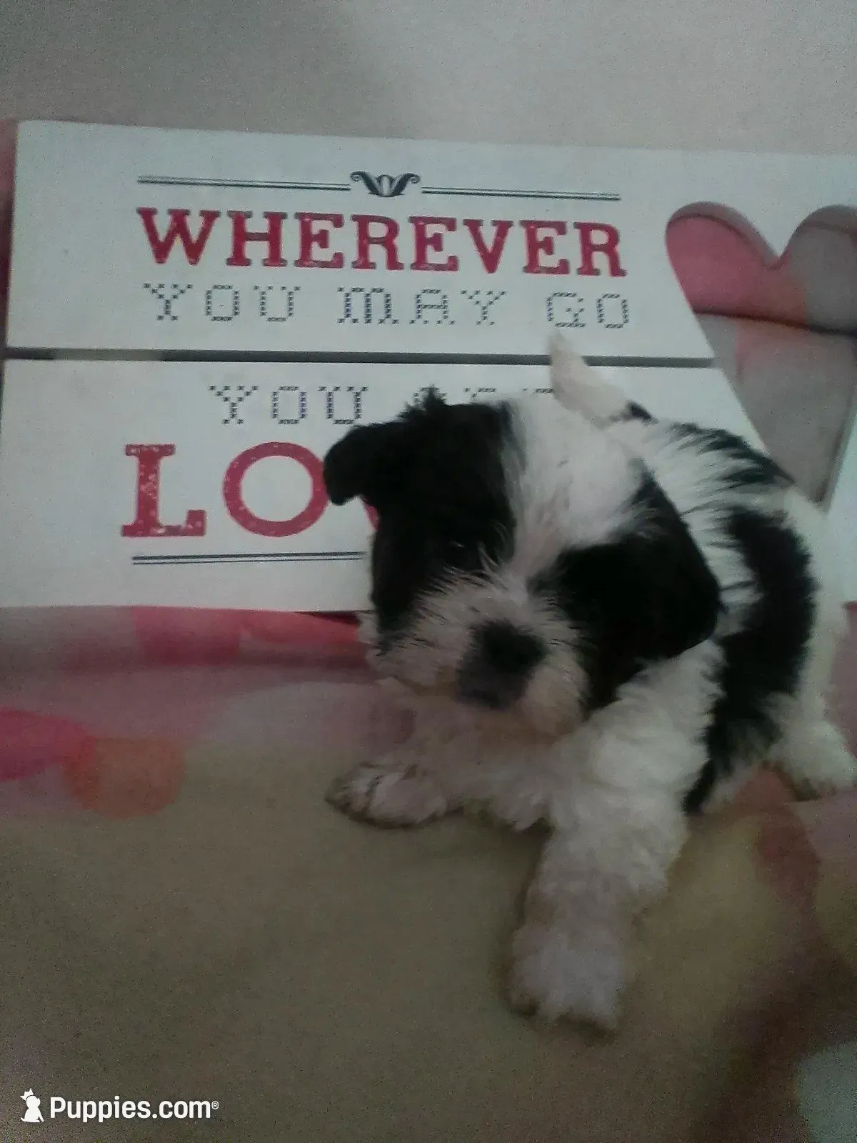 Daisy, a female Shih Tzu for sale in Shippensburg, PA – 4 of 5