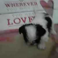 Daisy, a female Shih Tzu for sale in Shippensburg, PA – Photo 2 of 3