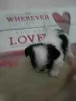 Daisy, a female Shih Tzu for sale in Shippensburg, PA – Photo 2 of 3