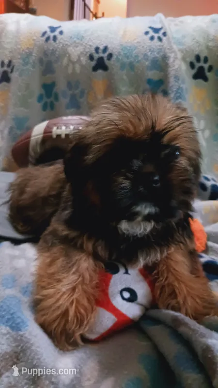 Benni (small) – Shih Tzu puppy for sale in Shippensburg, PA