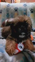Benni (small), a male Shih Tzu for sale in Shippensburg, PA – 1 of 7