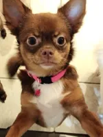 Ohanna, a female Chihuahua for sale in Shippensburg, PA – Photo 1 of 2