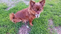 Ohanna, a female Chihuahua for sale in Shippensburg, PA – Photo 2 of 2