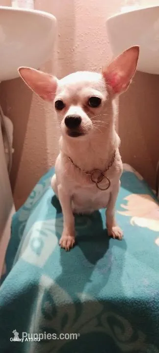 Kalani – Chihuahua puppy for sale in Shippensburg, PA