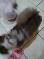 Pebbles , a female Chihuahua for sale in Shippensburg, PA – Photo 2 of 3