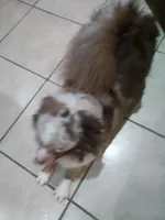 Pebbles , a female Chihuahua for sale in Shippensburg, PA – Photo 3 of 3