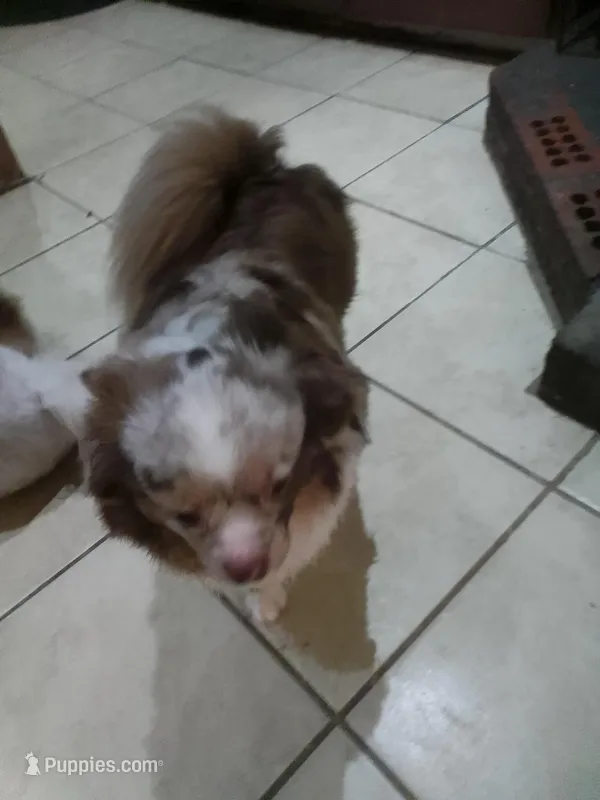 Pebbles , a female Chihuahua for sale in Shippensburg, PA – Photo 1 of 3