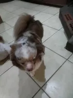 Pebbles , a female Chihuahua for sale in Shippensburg, PA – Photo 1 of 3