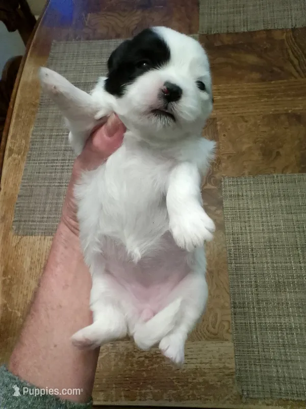 Lou – Shih Tzu puppy for sale in Shippensburg, PA