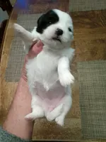 Lou, a female Shih Tzu for sale in Shippensburg, PA – 3 of 3